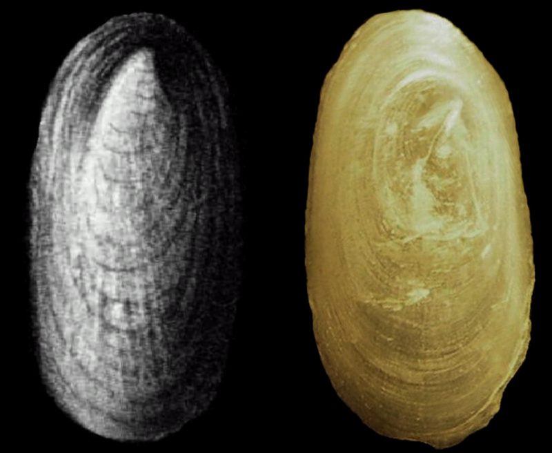 dubbi: Propilidium o Acroloxus?